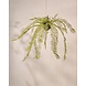 SILK-KA Kunst hangplant varen groen 119 cm / SILK-KA SILK-KA Kunst hangplant varen groen 119 cm / SILK-KA