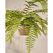 SILK-KA Artificial hanging fern green 76 cm / SILK-KA SILK-KA Artificial hanging fern green 76 cm / SILK-KA