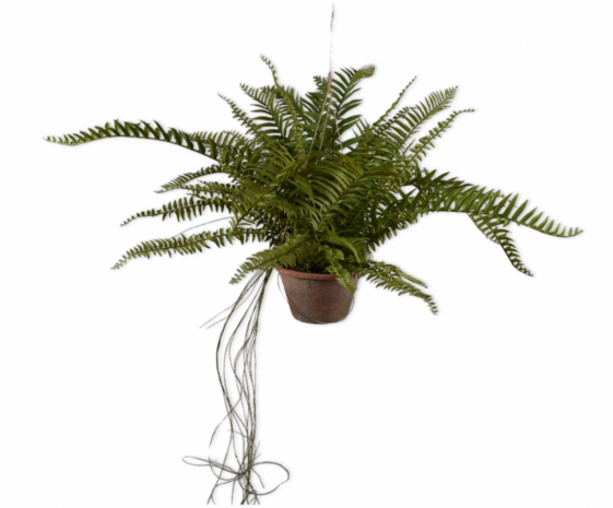 SILK-KA Artificial hanging fern green 76 cm / SILK-KA SILK-KA Artificial hanging fern green 76 cm / SILK-KA