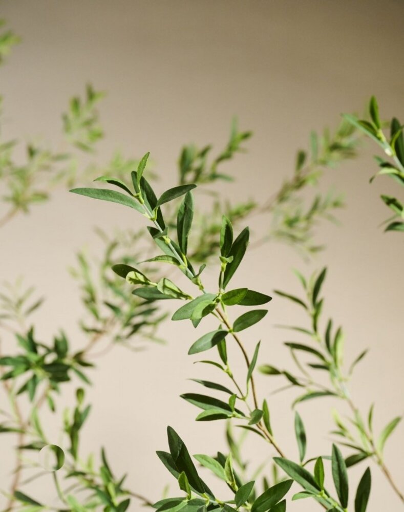 SILK-KA Kunstplant olijfboom groen | 227 cm SILK-KA Kunstplant olijfboom groen | 227 cm