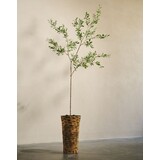 SILK-KA Künstlicher Olivenbaum, grün | 234 cm