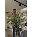SILK-KA Bouquet de fleurs artificielles « Printemps de luxe »