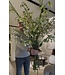 SILK-KA Kunst Bloemen Boeket " Luxury Spring"