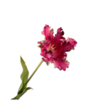 SILK-KA Tulp Steel Paars/Roze | 71 cm