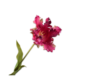 SILK-KA Tulpenstiel Lila/Rosa | 71 cm SILK-KA Tulpenstiel Lila/Rosa | 71 cm