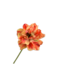 SILK-KA Tulp Steel Rood/Geel | 69 cm