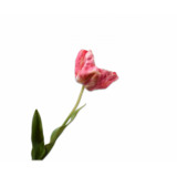 SILK-KA Tulip Steel Beauty | 84 cm