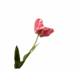 SILK-KA Tulipano Acciaio Bellezza | 84 cm