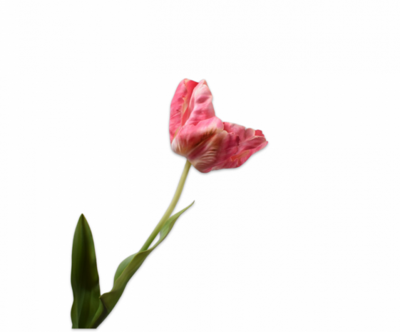 SILK-KA Tulipan stålskjønnhet | 84 cm SILK-KA Tulipan stålskjønnhet | 84 cm