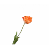 SILK-KA Tulip Stem Orange RT | 72 cm