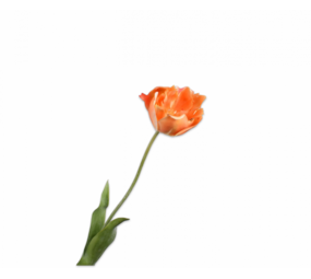 SILK-KA Tulip Stem Orange RT | 72 cm SILK-KA Tulip Stem Orange RT | 72 cm