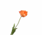 Tulipanstilk oransje RT | 72 cm