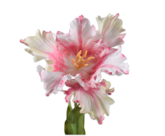 SILK-KA Tulip Stem Pink/White RT | 71 cm
