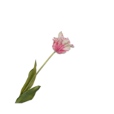 SILK-KA Tallo de tulipán rosa/blanco RT | 71 cm