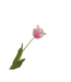 SILK-KA Tallo de tulipán rosa/blanco RT | 71 cm