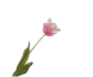 Tulpenstiel Rosa/Weiß RT | 71 cm