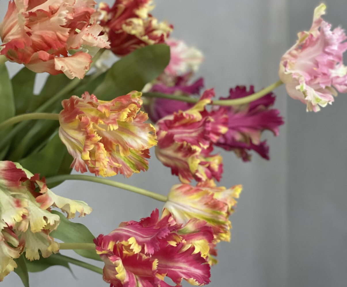 SILK-KA Tige de tulipe rouge/verte RT | 71 cm