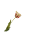 SILK-KA Tulipanstilk rød/grønn RT | 71 cm