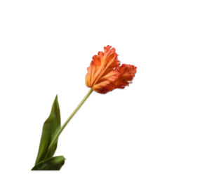 SILK-KA Tulp Steel Oranje/Rood  RT | 71 cm