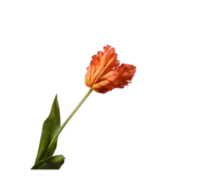 SILK-KA Tulpenstiel Orange/Rot RT | 71 cm