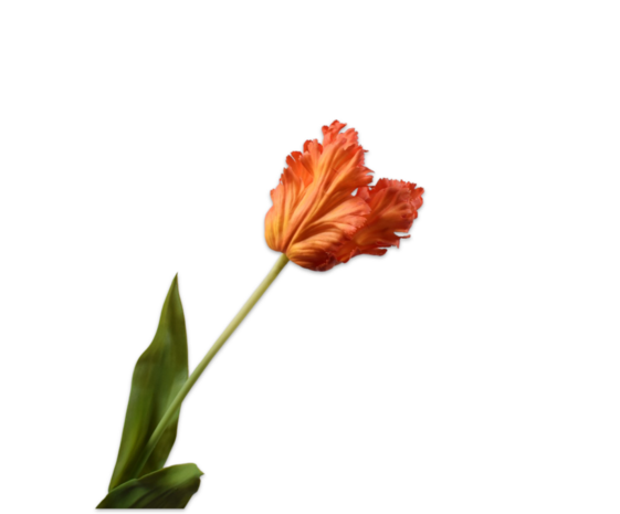 SILK-KA Tige de tulipe orange/rouge RT | 71 cm