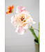 SILK-KA Stelo di tulipano crema/rosa RT | 72 cm