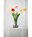 SILK-KA Tulp Steel Creme/Roze RT | 72 cm