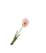 SILK-KA Tulp Steel Creme/Roze RT | 72 cm