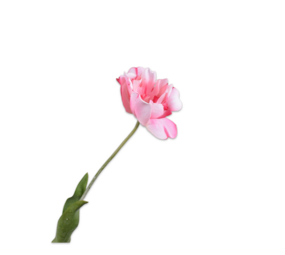 SILK-KA Tulp Steel Roze RT | 72 cm