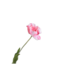 SILK-KA Tulpenstiel Rosa RT | 72 cm