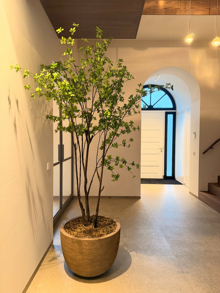 NU PUUR & GROEN Pot DOMANI « Texel » gris naturel / comprenant un arbre Bucida de Silk-Ka