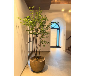 NU PUUR & GROEN Maceta DOMANI "Texel" gris natural / incluye árbol Bucida de Silk-Ka