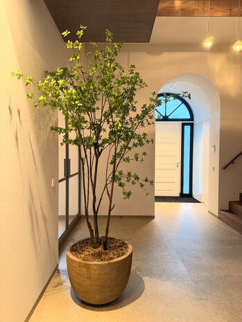 NU PUUR & GROEN DOMANI pot "Texel" natural grey / including Bucida tree from Silk-Ka