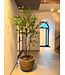 NU PUUR & GROEN DOMANI pot "Texel" natural grey / inclusief Bucida boom van Silk-Ka