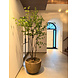 NU PUUR & GROEN DOMANI pot "Texel" natural grey / including Bucida tree from Silk-Ka