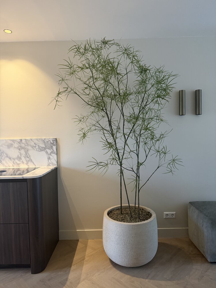 NU PUUR & GROEN DOMANI pot "Graz" natural white / including Schefflera plants from Silk-Ka