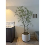 NU PUUR & GROEN DOMANI Topf "Graz" naturweiß / inklusive Schefflera-Pflanzen von Silk-Ka