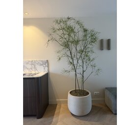 NU PUUR & GROEN Pot DOMANI « Graz » blanc naturel / contenant des plantes Schefflera de Silk-Ka