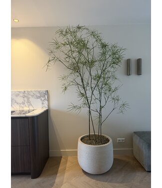 NU PUUR & GROEN Pot DOMANI « Graz » blanc naturel / contenant des plantes Schefflera de Silk-Ka