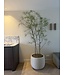 NU PUUR & GROEN DOMANI pot "Graz" natural white / including Schefflera plants from Silk-Ka