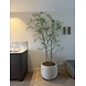NU PUUR & GROEN Pot DOMANI « Graz » blanc naturel / contenant des plantes Schefflera de Silk-Ka