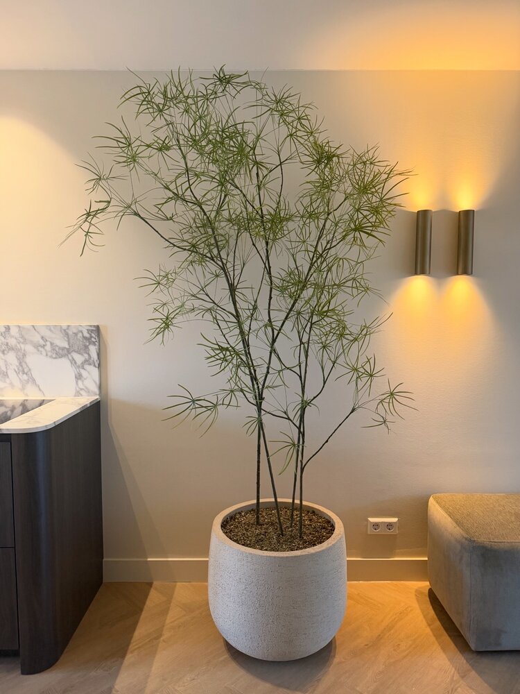 NU PUUR & GROEN DOMANI Topf "Graz" naturweiß / inklusive Schefflera-Pflanzen von Silk-Ka