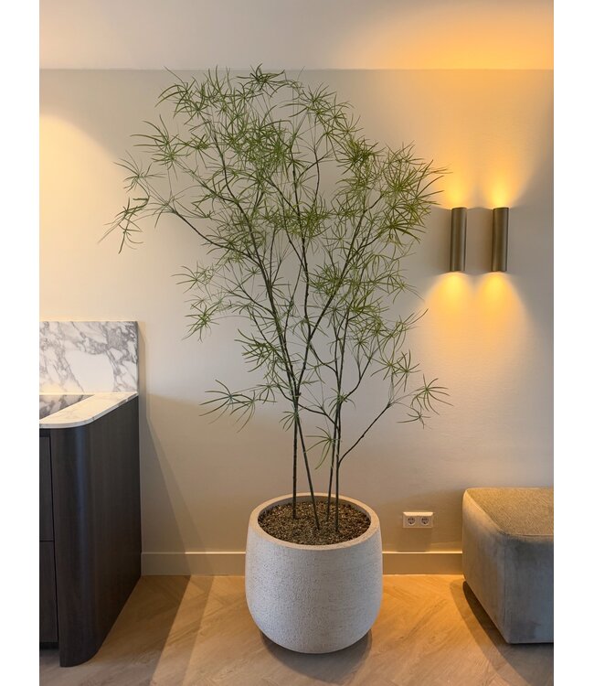 NU PUUR & GROEN DOMANI pot "Graz" natural white / inclusief Schefflera planten van Silk-Ka