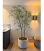 NU PUUR & GROEN DOMANI pot "Graz" natural white / inclusief Schefflera planten van Silk-Ka
