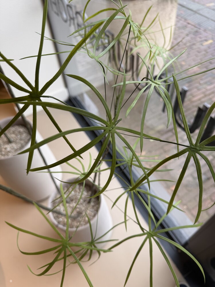 NU PUUR & GROEN DOMANI pot "Graz" natural white / including Schefflera plants from Silk-Ka