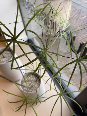 NU PUUR & GROEN DOMANI pot "Graz" natural white / including Schefflera plants from Silk-Ka