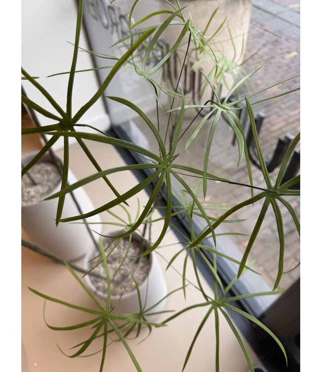 NU PUUR & GROEN DOMANI pot "Graz" natural white / inclusief Schefflera planten van Silk-Ka