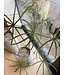 NU PUUR & GROEN DOMANI pot "Graz" natural white / inclusief Schefflera planten van Silk-Ka