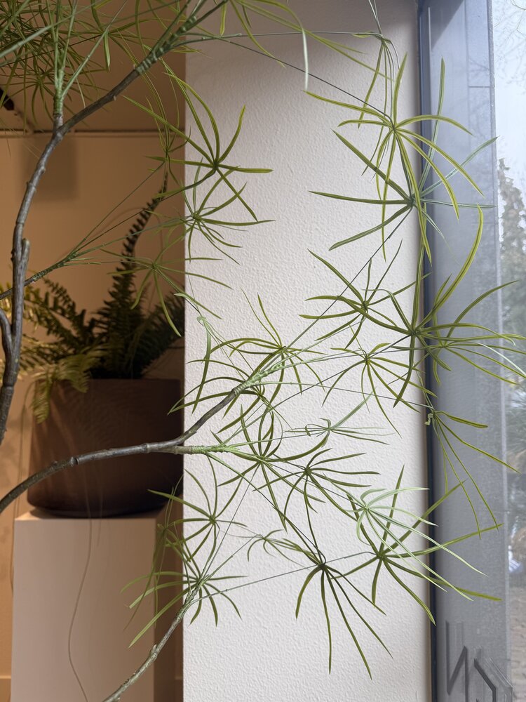 NU PUUR & GROEN DOMANI potte «Graz» naturhvit / inkludert Schefflera-planter fra Silk-Ka