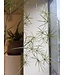 NU PUUR & GROEN DOMANI pot "Graz" natural white / inclusief Schefflera planten van Silk-Ka